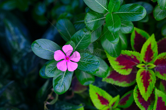 大片绿叶衬托下的小红花