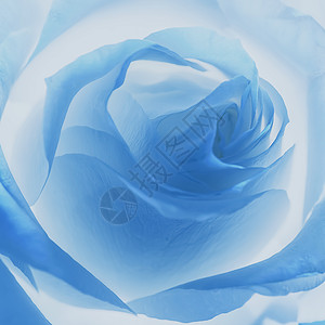 蓝调玫瑰梦微距花卉高清图片
