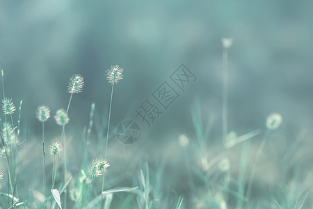 季节海报春天里的花草背景