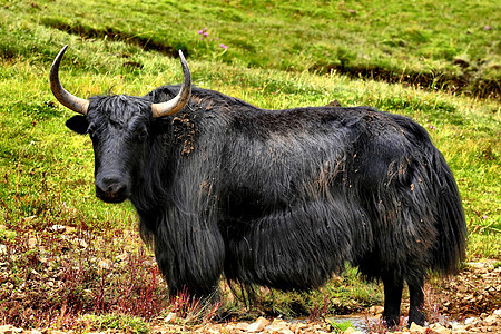 牦牛背景图片
