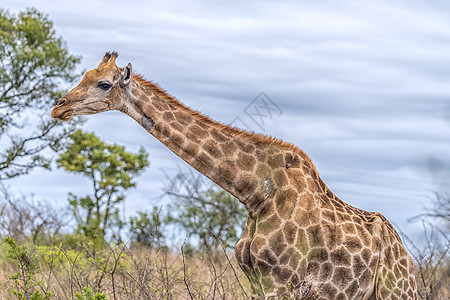 非洲长颈鹿非洲草原上的长颈鹿背景