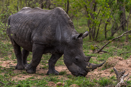 南非克鲁格国家公园的犀牛背景