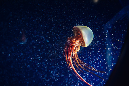海洋地球孤独生物水母背景