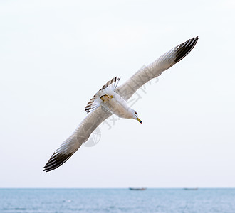 海鸥翱翔背景图片