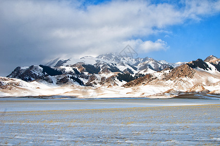 雪山劲草图片