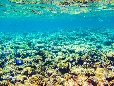 马尔代夫珊瑚礁图片