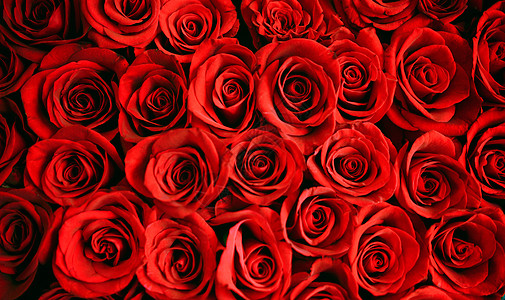 情人节玫瑰花束玫瑰背景背景