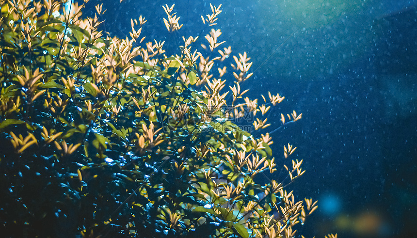 蒙蒙细雨图片