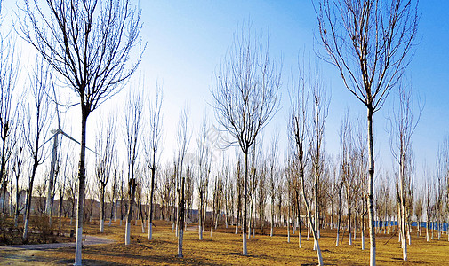 冬日的杨树林图片