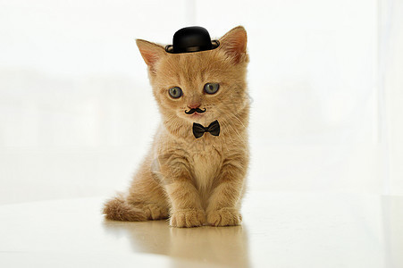 戴帽子的猫咪背景图片