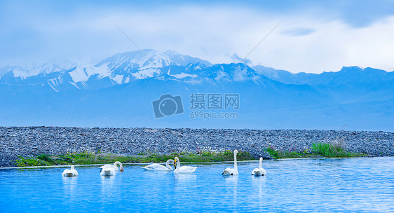 雪山下的天鹅图片