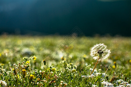 草原上小草蒲公英背景