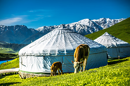 新疆风光蒙古包牛吃草高清图片