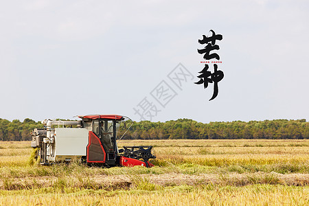 二十四节气芒种金色主题背景图片