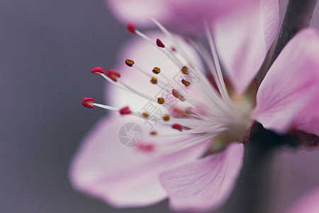 春天桃花花开花蕊图片