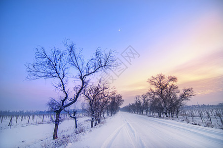冬季枯树雪晚霞图片