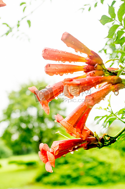 夏天雨后的凌霄花图片