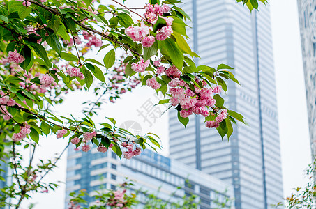 马来西亚城市缝隙中的天空-城市建筑与花背景