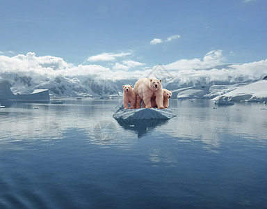 冰上的北极熊图片