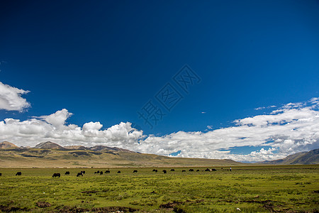 西藏草原上的羊群图片免费下载图片