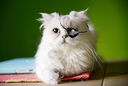 海盗船长猫人图片