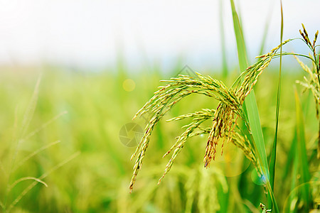 绿色稻穗稻谷成熟的田野背景