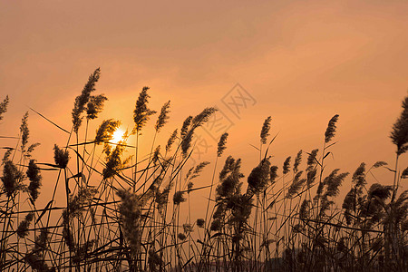 芦苇夕阳图片