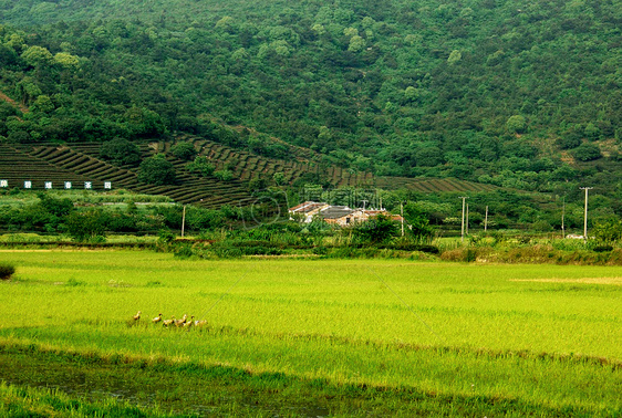 旅游风景-西山图片