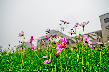 格桑花与蓝天格桑花与天空背景