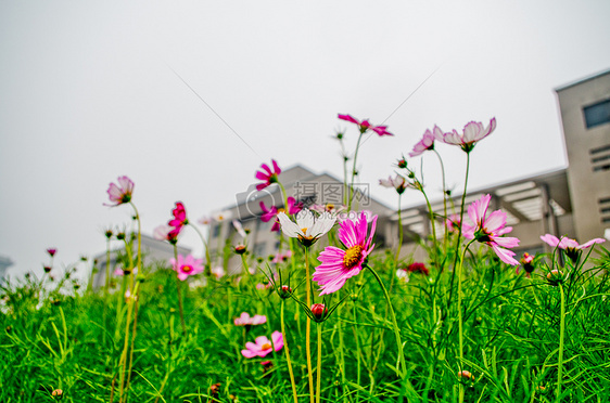 格桑花与天空图片