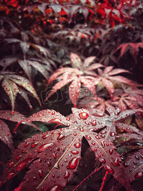 雨中的红叶图片