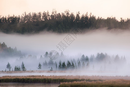 森林朦胧晨雾图片
