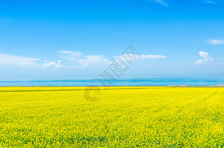 夏季避暑青海湖油菜花背景