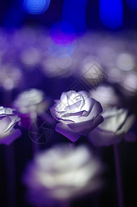 紫色玫瑰花夜晚的玫瑰背景