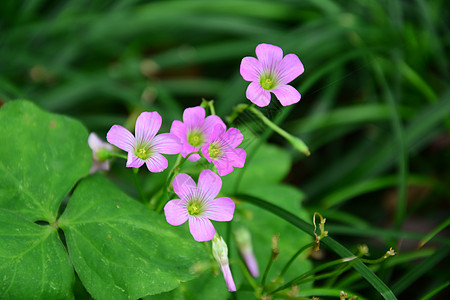 花花草草图片