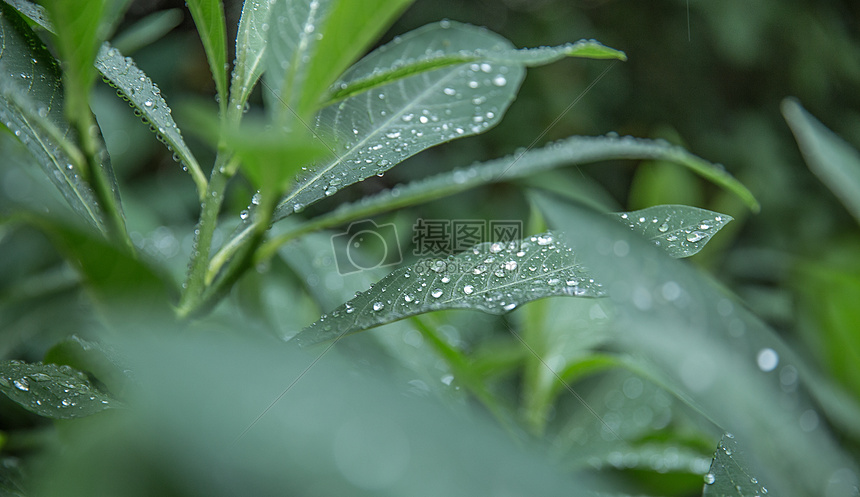 雨季图片