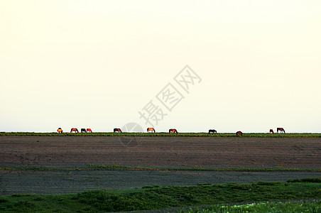 绿色草地海报日落野马骏马背景