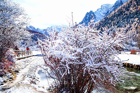 河边小路红叶树木上积着雪图片