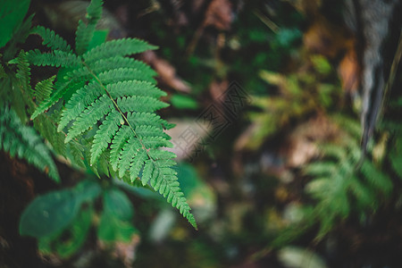 绿植物花草树木绿色植物背景