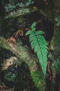 花草树木绿色植物图片