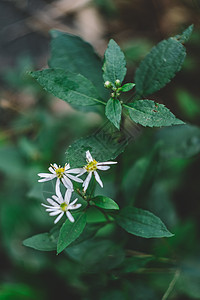 花草树木绿色植物图片