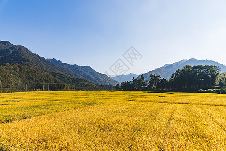 水稻海报芒种时节金色麦田稻田背景