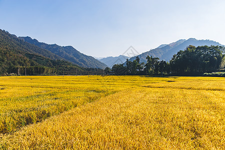 稻米油芒种时节金色麦田背景