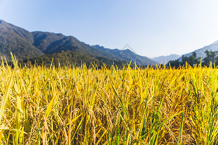 运输粮食芒种时节金色稻田田野背景