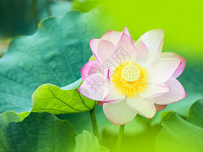 花芯照片 花芯背景 花芯摄影图片下载 摄图网