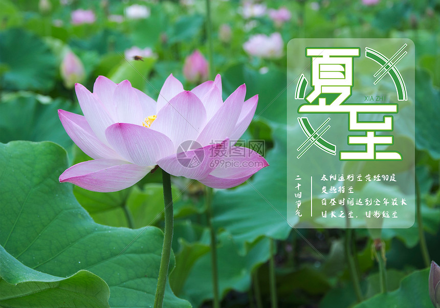 夏至图片素材 正版创意图片 摄图网 夏至图片素材 正版创意图片 摄图网
