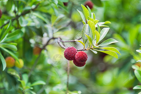 夏季壁纸慈溪杨梅背景