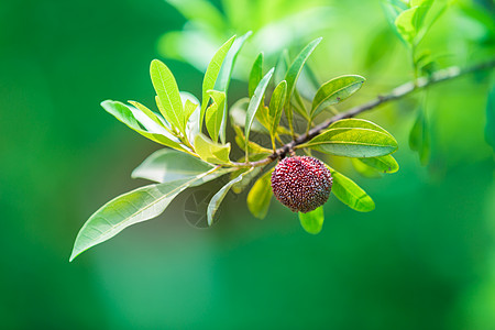 慈溪杨梅白蒂梅慈溪高清图片