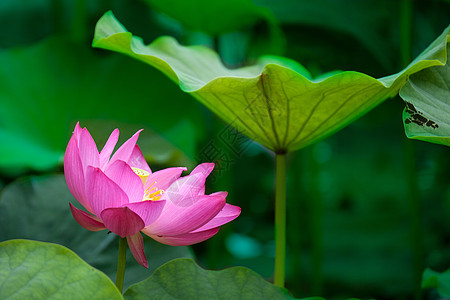 荷花睡莲科名花高清图片