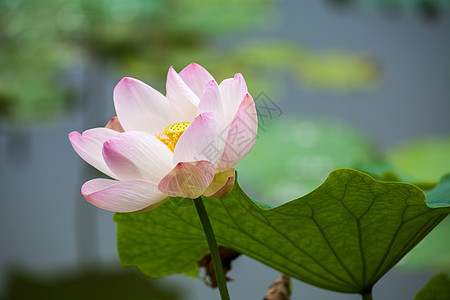 荷花背景图片